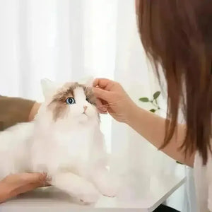 Chongker Hyper Realistic Ragdoll Cat - Bear Hugs