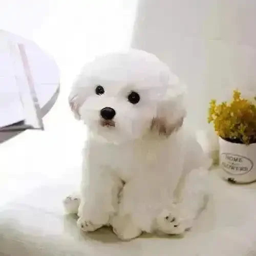 Real-like Maltese Dog Plush - Bear Hugs