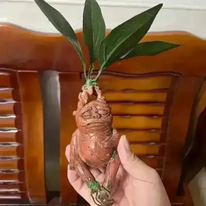 Realistic Mandrake Pullout Plant - Bear Hugs